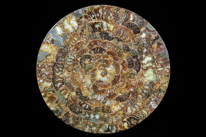 Composite Plate Of Agatized Ammonite Fossils #77793